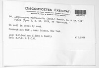 Lamprospora crechqueraultii image